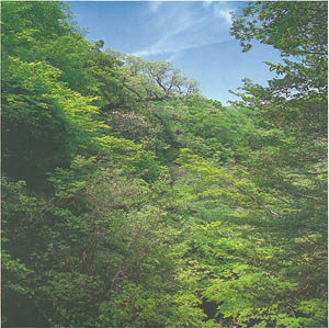 남제주군 남원읍 한남리의 서어나무 숲(Carpinus laxiflora forest in Hannam-ri)