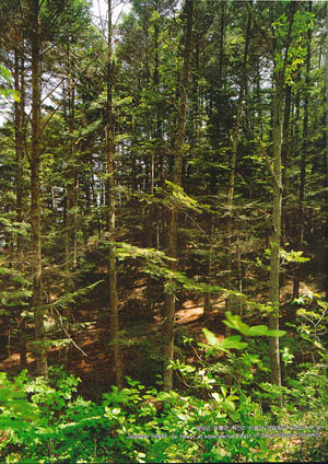 광양군 옥로면 추산리 서울대 연습림의 일본전나무 숲(Japanese Needle fir forest at experimental forest of Seoul National University)
