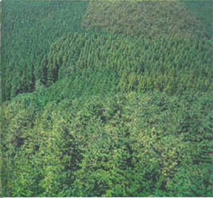 정성군 서삼면 모암리의 대단위 삼나무·편백 조림지-2(Large-scaled plantation of Japanese cedar and Hinoki cypress in Seosma-myeon, Jeongseong-gun)