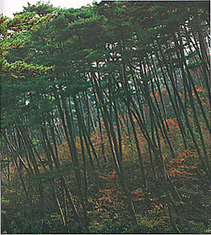 합천군 가야면 치인리 해인사주변의 소나무 숲-2(Pine forest around Haein(temple) in Gaya-myeon, Hapcheon-gun)