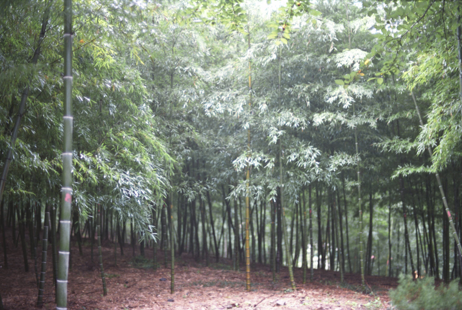 산림공무원 임목육종연구소 남부시험장