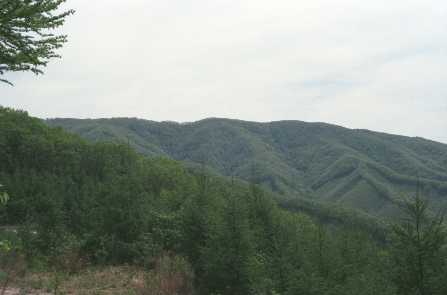 경제림 시범 단지