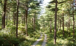 맑은 공기를 마시며 푸른 숲길을 달리자 이미지1