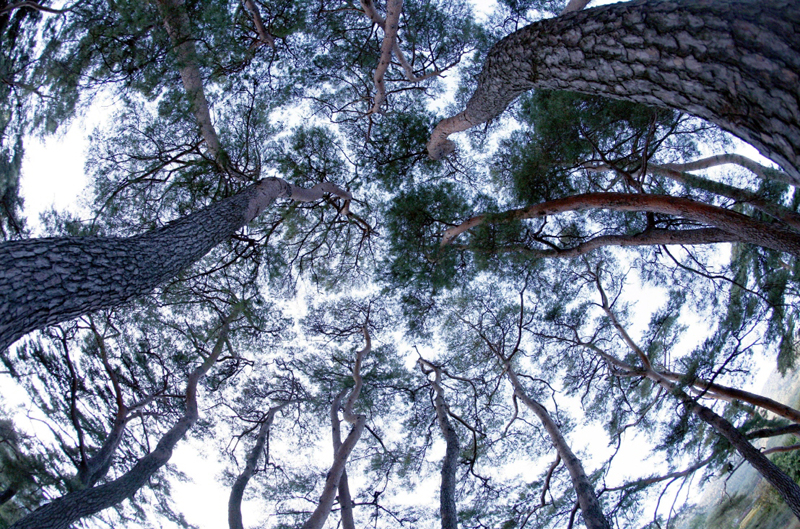 올해 가장 아름다운 숲에‘포항 덕동 마을숲’선정 이미지1