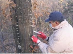 서울 지역 참나무시들음병 확산을 저지하라! 이미지2