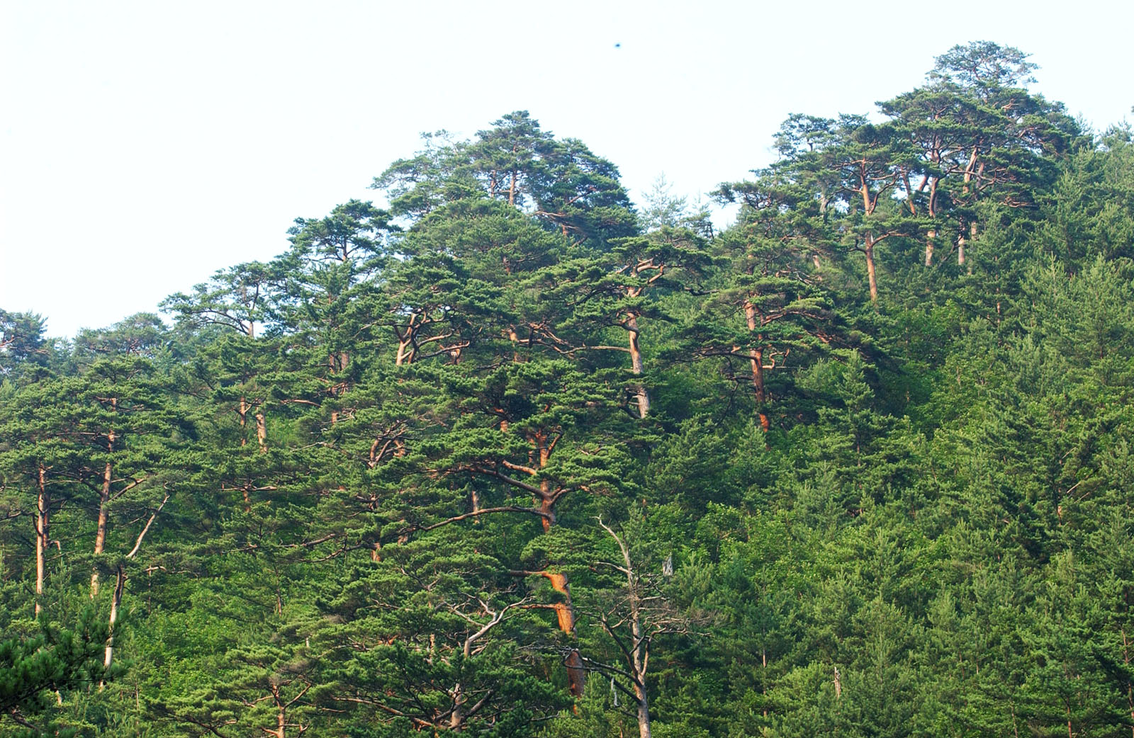 산림청, 여의도 면적 6배 소나무림 집중관리 나선다