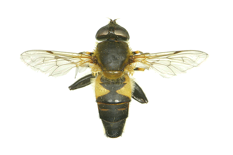 6월의 곤충,  “수중다리꽃등에” 이미지1