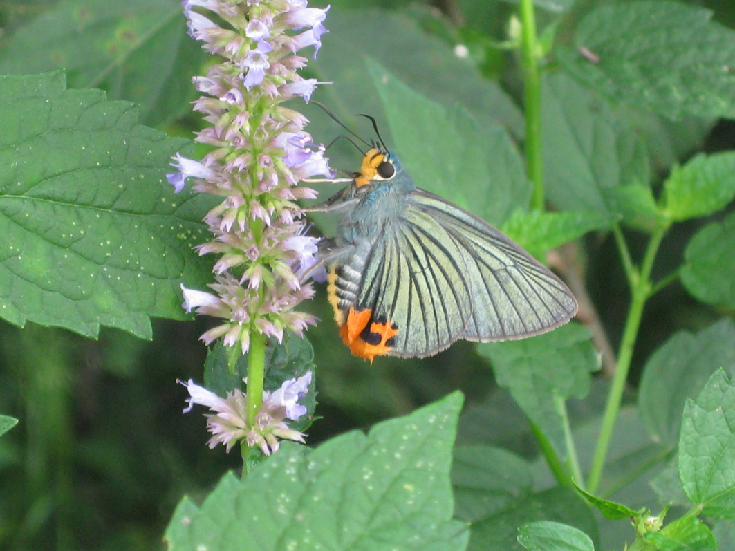 국립수목원 선정 9월의 곤충은 &#39;푸른큰수리팔랑나비&#39; 이미지1