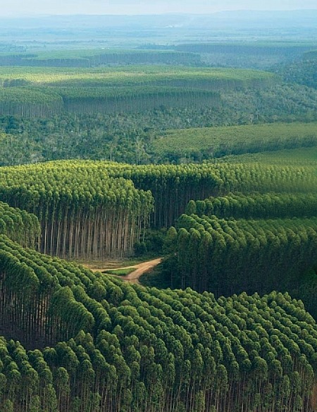 산림청 내년예산(안) 1조8048억원…7.8% 증가 이미지1