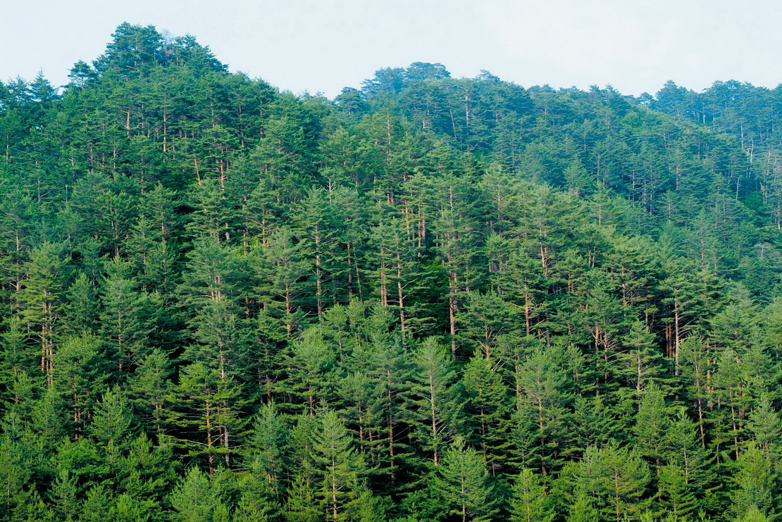 부산·충남, 산림분야 정부평가 최우수 기관 선정 이미지1