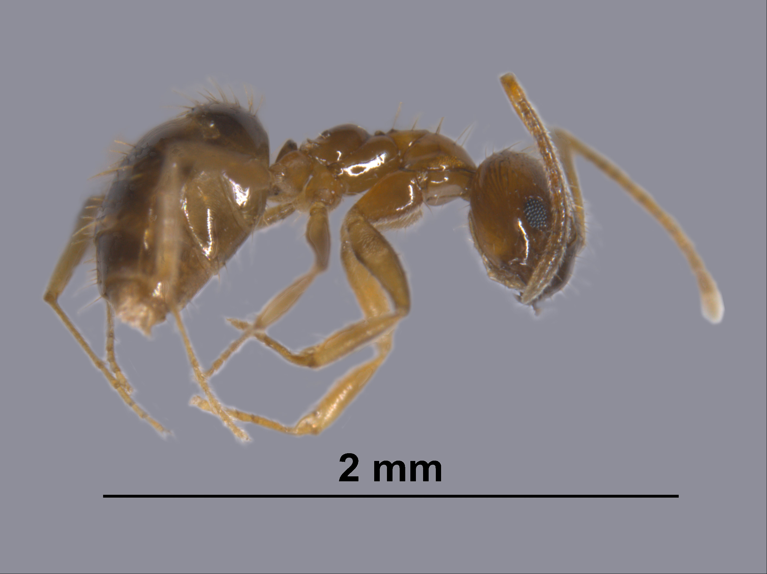 도심의 숲에 심산유곡에 사는 개미들이 있다  이미지3