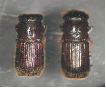 Platypus koryoensis (Murayama) 이미지