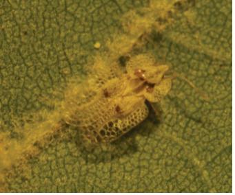 Corythucha ciliata (Say) 이미지