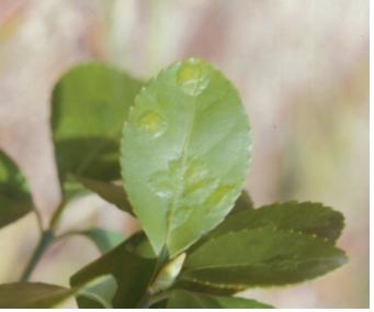 Masakimyia pustulae Yukawa et Sunose 이미지