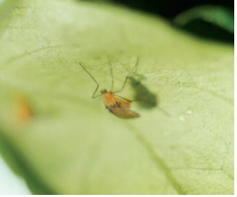 Masakimyia pustulae Yukawa et Sunose 이미지
