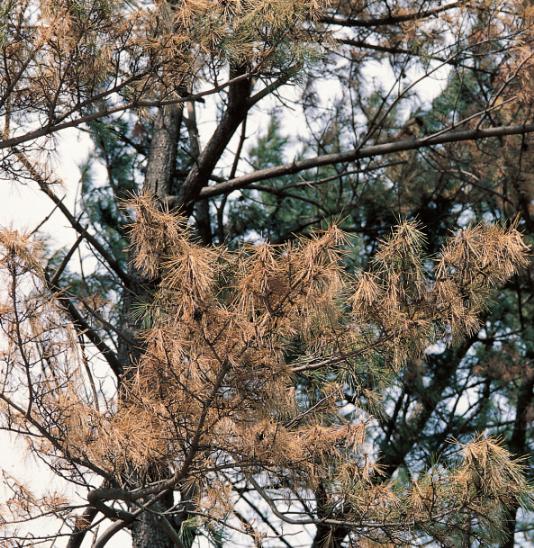 Bursaphelenchus xylophilus Nickle = B. lignicolus Mamiya &amp; kiyohara (Pinewood nematode 소나무재선충) 이미지