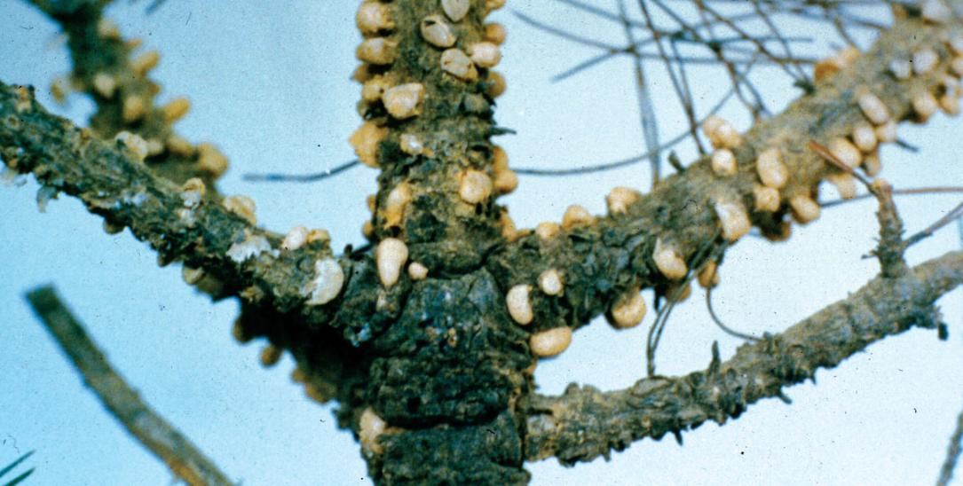 Cronartium flaccidum (Albertini &amp; Schweinitz) Winter 이미지