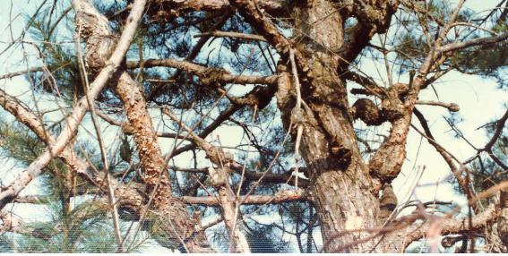소나무 혹병 이미지