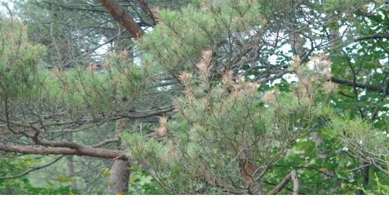 Sphaeropsis sapinea (Fr:Fr.) Dyko &amp; Sutton = Diplodia pinea (Desmaz.) J. Kickx fil. 이미지
