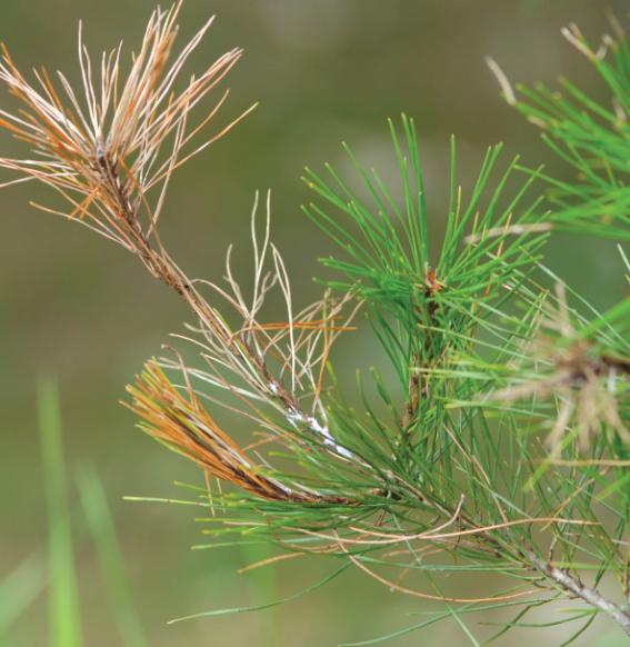 Sphaeropsis sapinea (Fr:Fr.) Dyko &amp; Sutton = Diplodia pinea (Desmaz.) J. Kickx fil. 이미지