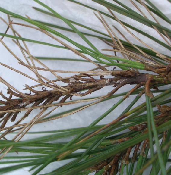 Sphaeropsis sapinea (Fr:Fr.) Dyko &amp; Sutton = Diplodia pinea (Desmaz.) J. Kickx fil. 이미지