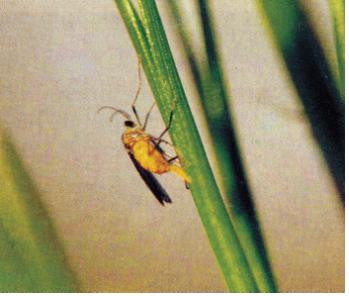 Thecodiplosis japonensis Uchida et Inouye 이미지