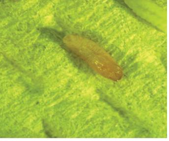 Obolodiplosis robiniae(Dasineura rigidae) 이미지