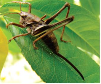 Paratlanticus ussuriensis(Uvarov) 이미지