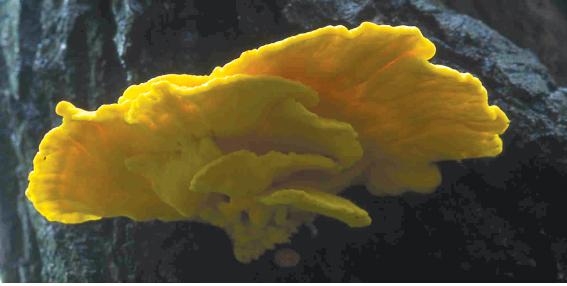 Laetiporus sulphureus (Bulliard ex Fries) Bondarzew et Singer [Sulfur Shelf, Chicken of the woods 덕다리버섯] Laetiporus miniatus (Jungh.) Overeem [붉은덕다리버섯] 이미지