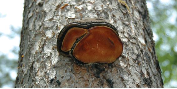 Fomitopsis pinicola (Sw.) Fr. [Red bet fungus 소나무잔나비버섯] 이미지