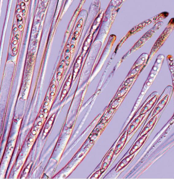 Rhizina undulata Fr:Fr.[Tea Break fungus, Fire fungus 파상땅해파리버섯] 이미지