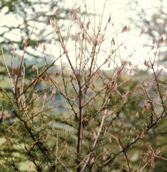 일본잎갈나무 가지끝마름병 이미지