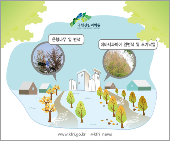 한파로 인한 제설제 사용 급증, 가로수가 병든다! 이미지1