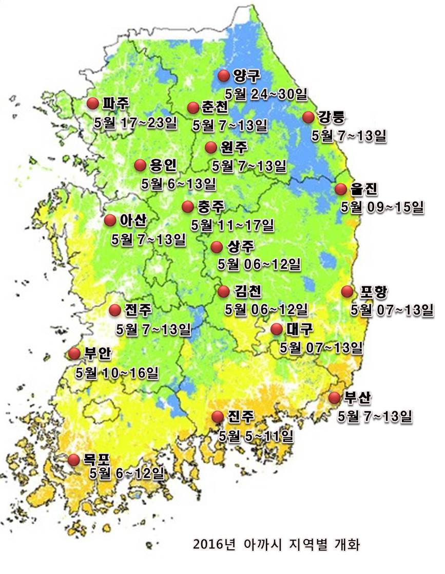 아까시나무 개화 지역간 차이 줄어, 대체 밀원수 개발 시급 이미지2