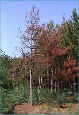 산불지역 소나무 ‘리지나뿌리썩음병’ 주의 이미지1