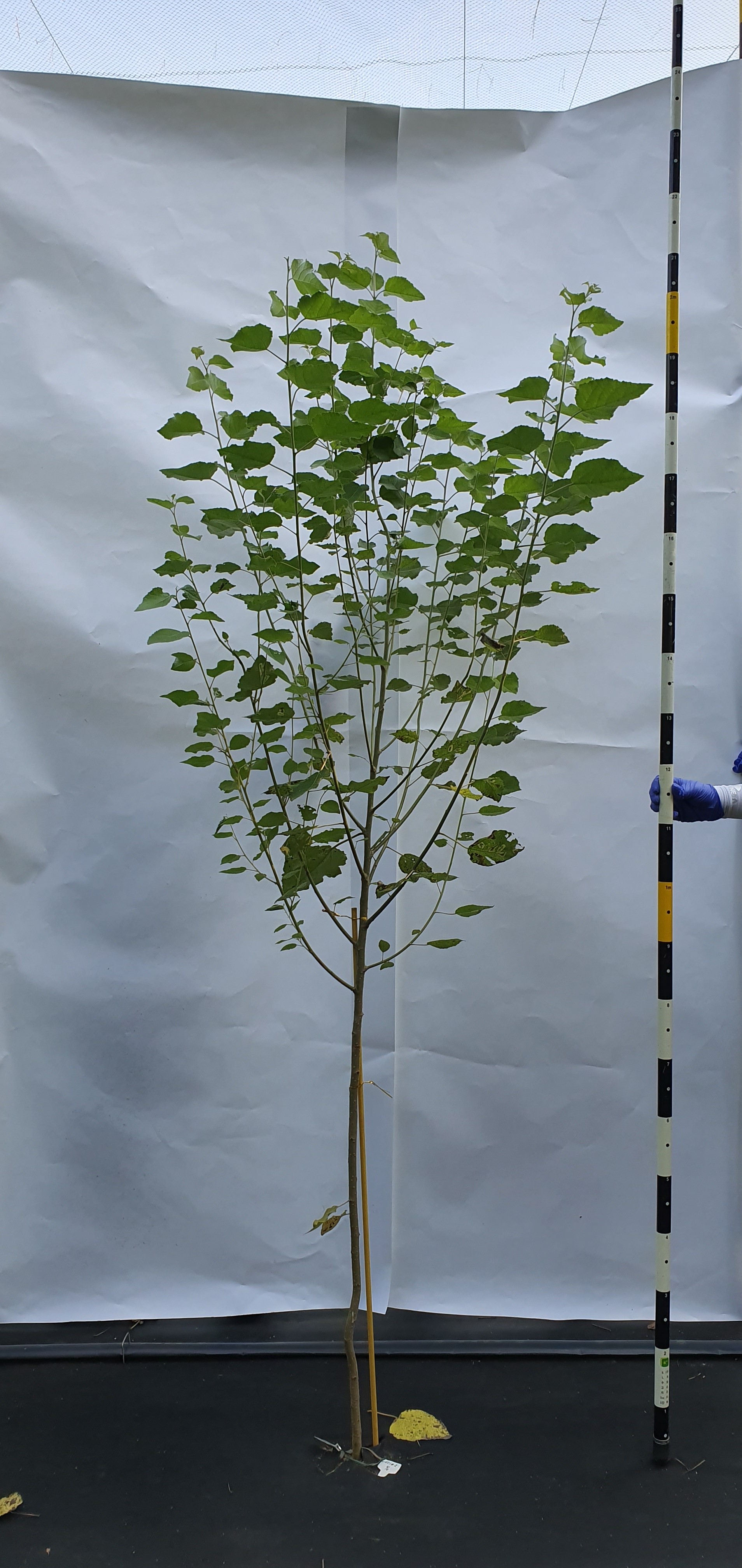 산림청 - 행정정보 > 산림행정미디어센터 > 보도자료 > 생장 2배 빠른 포플러 슈퍼클론 개발