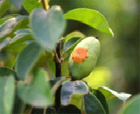 과일에 발생한 붉은별무늬병(모과나무)