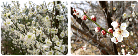 매화나무와 매실나무