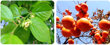 감나무 잎사귀와 익은감