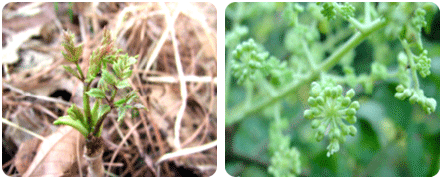 드릅나무 새순과 드릅나무 잎