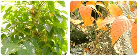 여름철 옻나무, 가을철 옷나무
