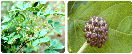 오갈피나무 잎과 열매