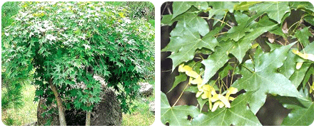 고로쇠나무와 잎사귀