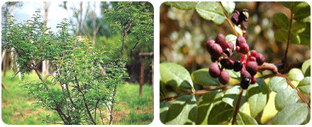 산초나무와 열매