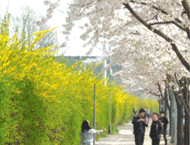 호구포길 가로수길의 개나리와 벚꽃나무