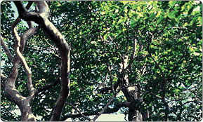 노각나무군락