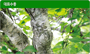 대표수종 사스래나무