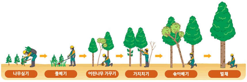 나무심기 → 풀베기 → 어린나무 가꾸기 → 가지치기 → 솎아베기 → 벌채