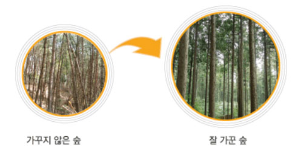 좌측이미지 : 가꾸지 않은 숲, 우측이미지 : 잘 가꾼 숲