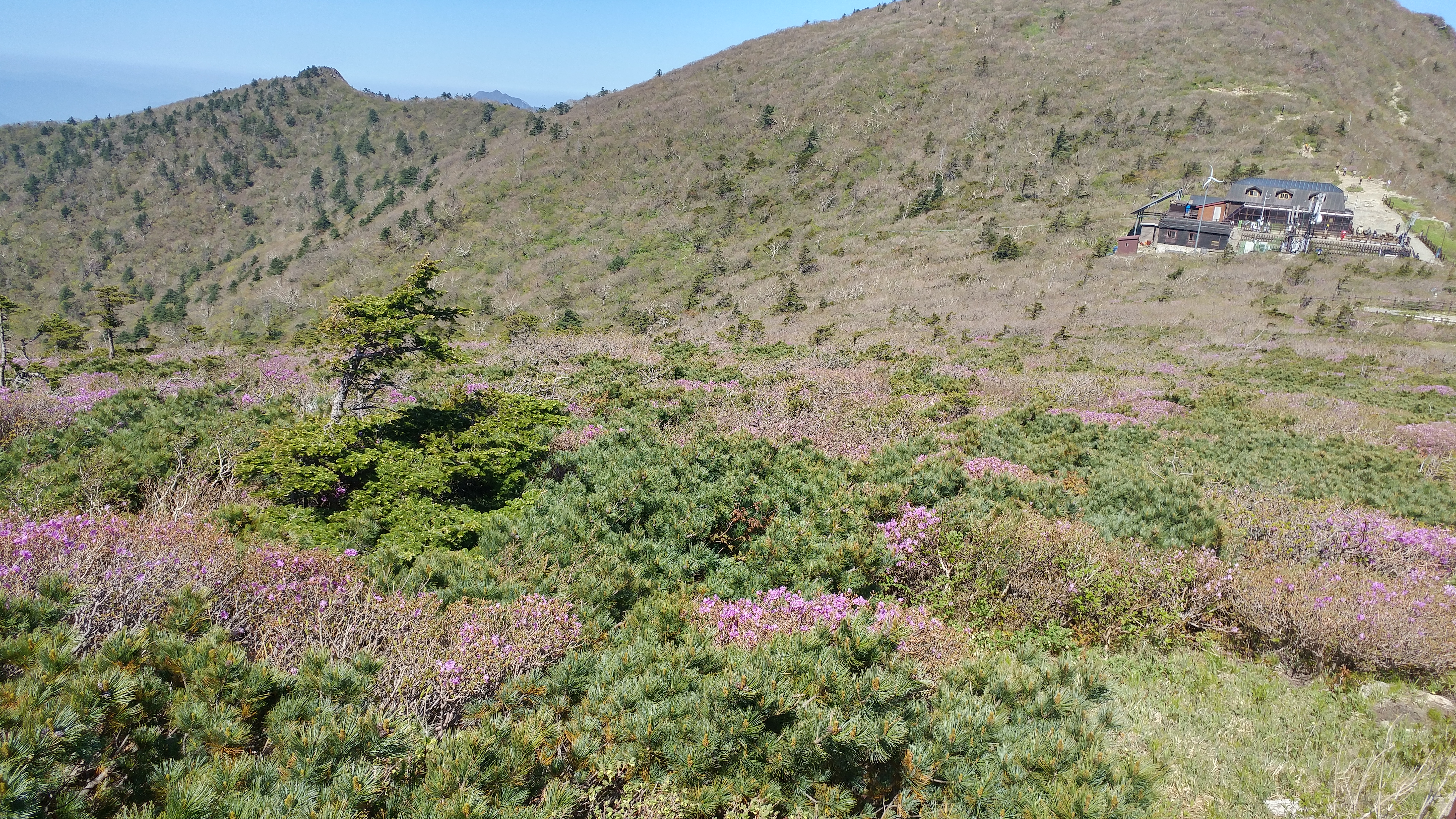 국내 유일 설악산 눈잣나무, 어린나무 뿌리 내리다 이미지1